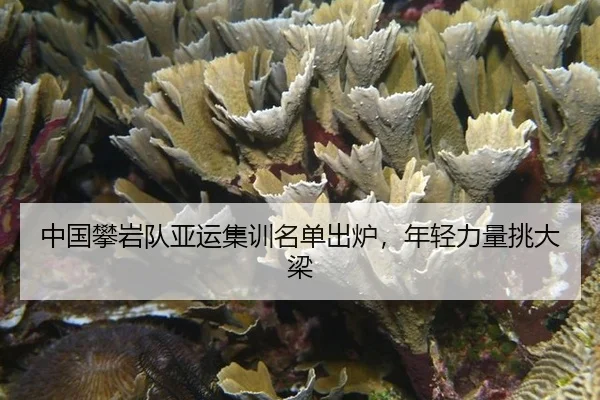 zhong-guo-pan-yan-dui-ya-yun-ji-xun-ming-dan-chu-lu-nian-qing-li-liang-tiao-da-liang-3-555.jpg